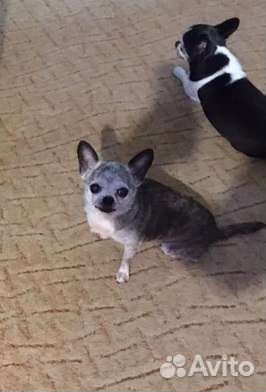Миниатюрная собачка ищет дом