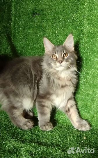 Мейн кун девочки и мальчики