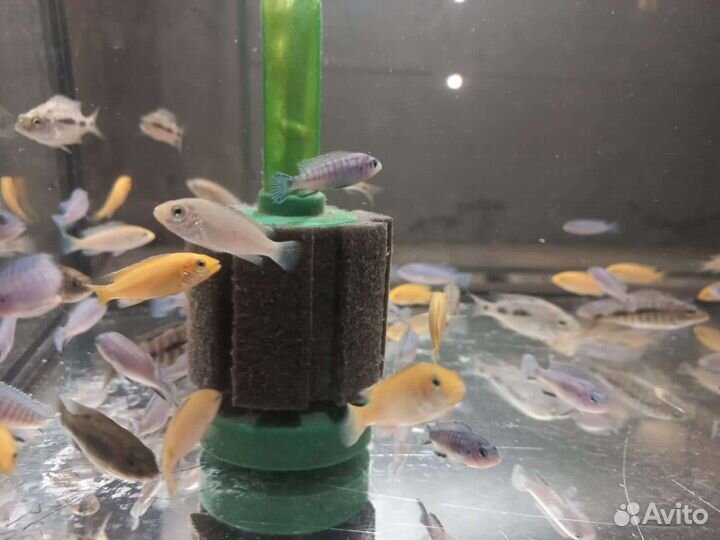 Малек цихлид