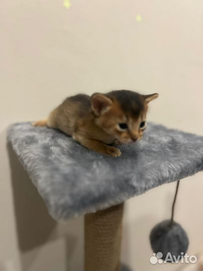 Абиссинские котята