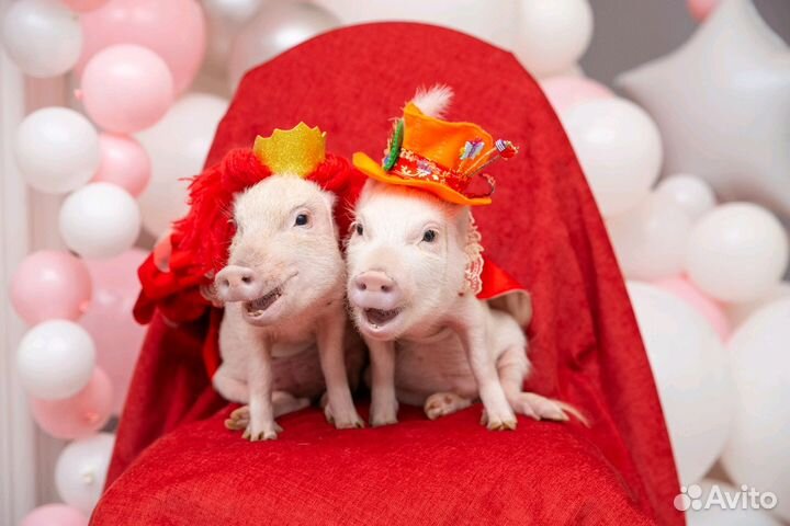 У вас праздник Пригласите поросёнка