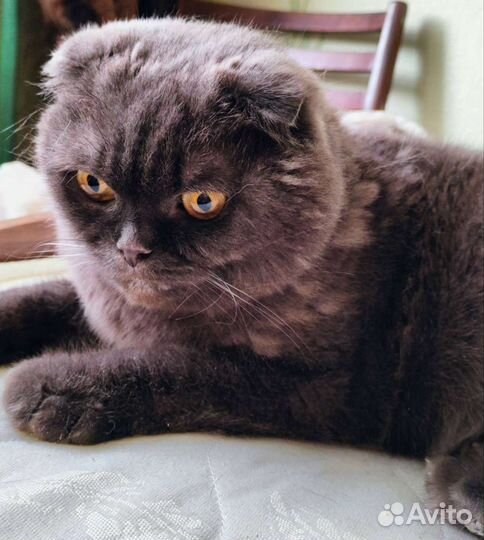 Британский Кот бесплатно