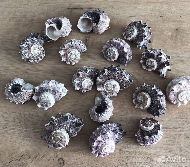 Ракушки набор