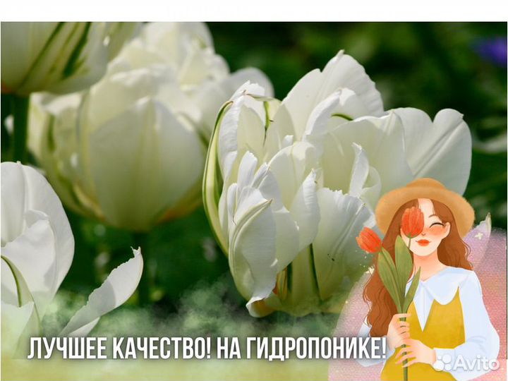 Тюльпаны оптом от производителя