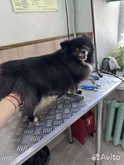 Ветеринарный врач. Грумер собак и кошек