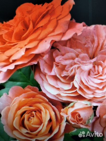 Розы саженцы