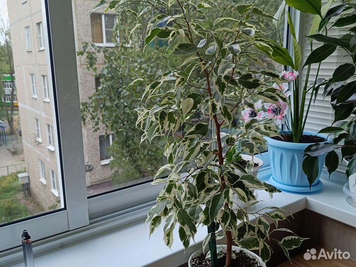 Комнатные растения