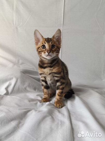 Бенгальская