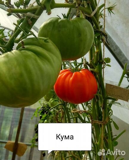 Семена томатов