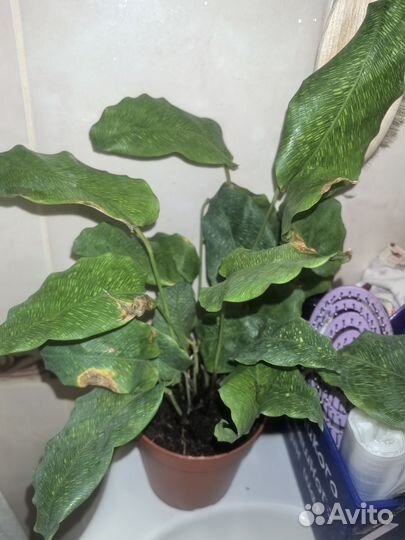 Калатея нетворк