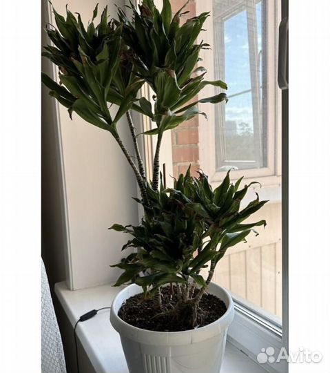 Цветок в горшке