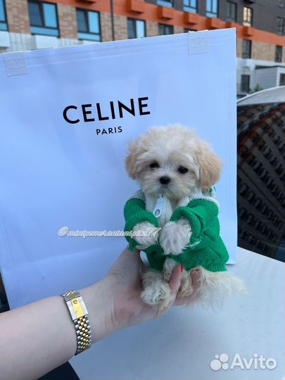 Эксклюзив малыш мальчик мальтипу F1