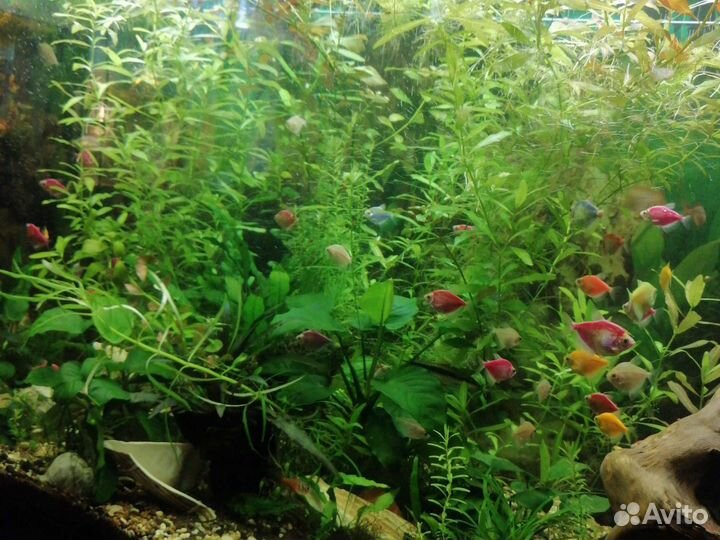 Аквариумные растения