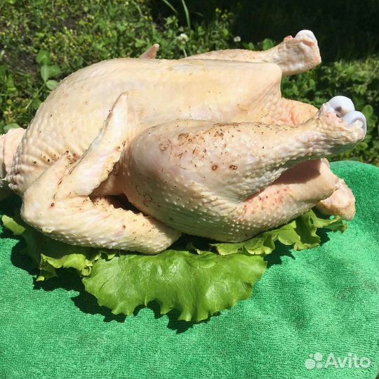 Мясо бройлеров