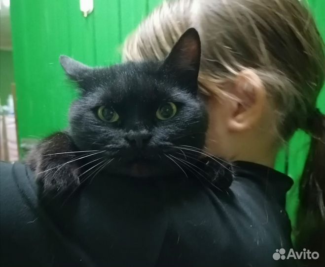 Котик ищет добрые ручки