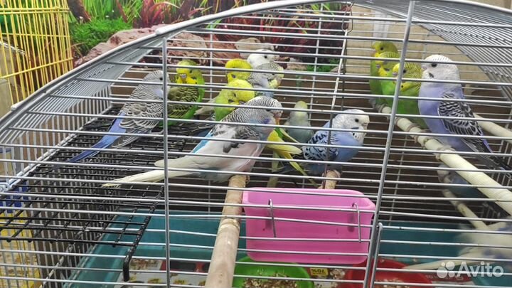 Волнистый попугай