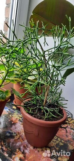 Комнатные цветы