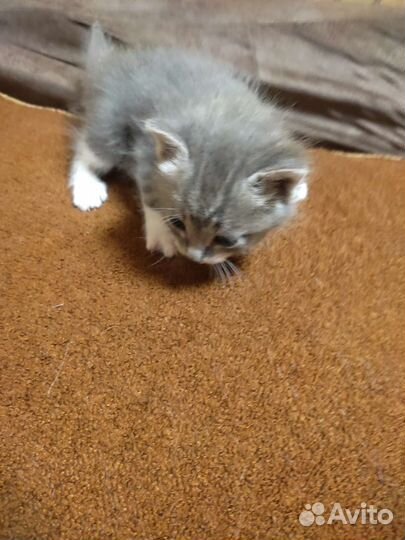 Катенок в добрые руки