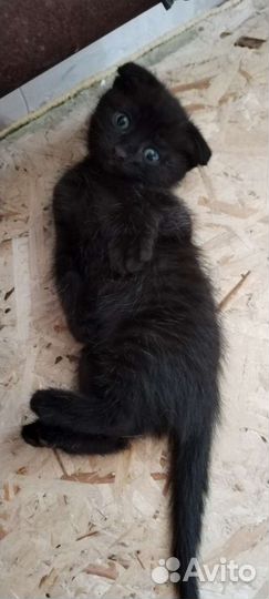 Котята в добрые руки бесплатно