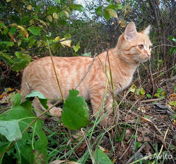 Котята рыжие