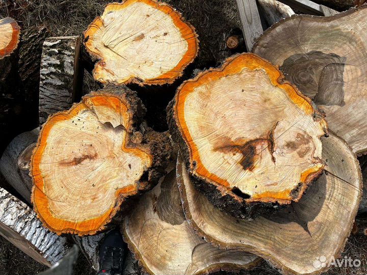 Поперечные спилы дерева