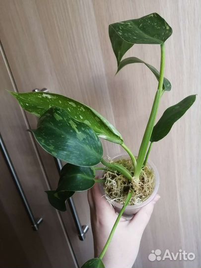 Филодендрон Имбе Вайт Марбл