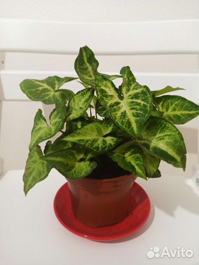 Шеффлера сингониум пеперомия сансевиерия каллизия