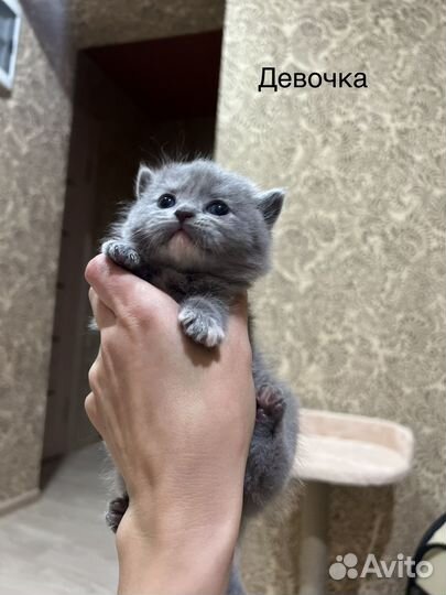 Шотландские котята
