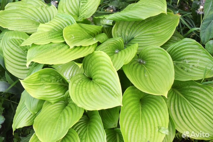 Хоста 7 сортов