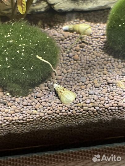 Улитки мелании