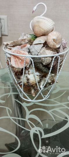 Морские ракушки
