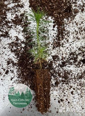 Сеянцы зкс Сосна окс Ель Лиственница Горная