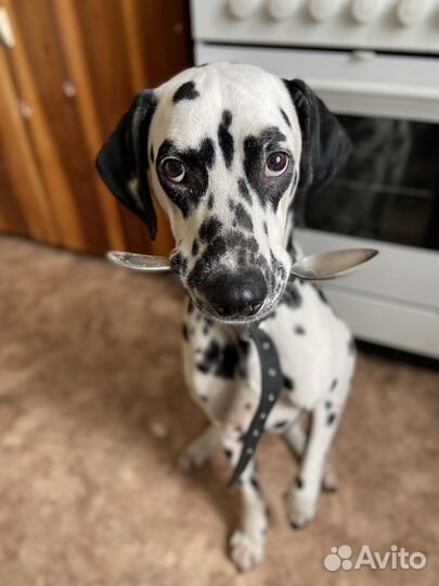 Передержка у кинолога / передержка с дрессировкой