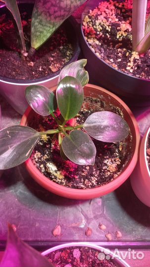 Филодендрон биркин