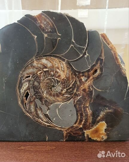 Окаменелости аммониты