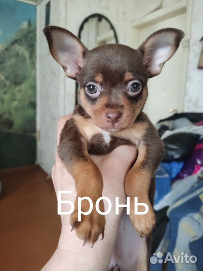 Щенки русский той-терьер