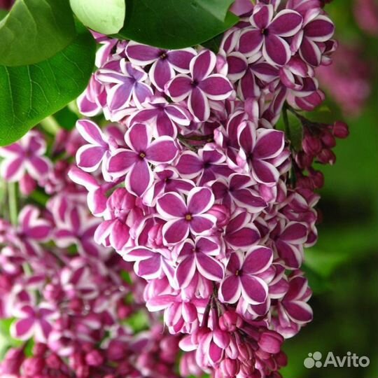 Сирень разных сортов на штамбе и без