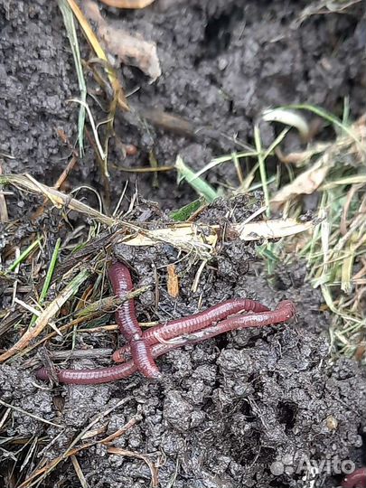 Червь калифорнийский