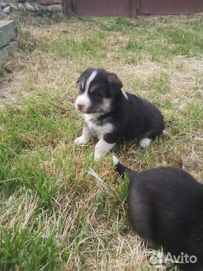 Щенки сибирской хаски