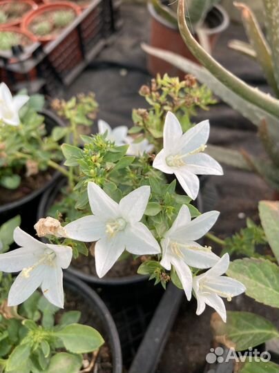 Кампанула жених и невеста