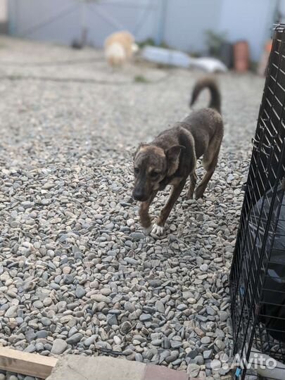 Чебурашка ищет семью