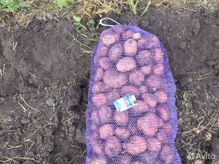 Продам семенной картофель