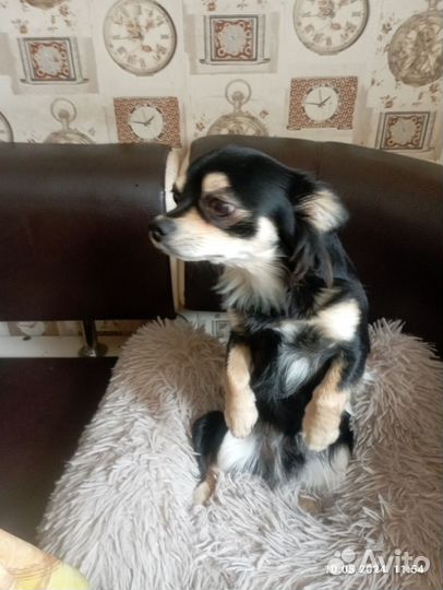 Вязка собак чихуахуа