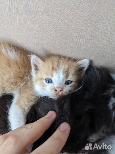 Котята