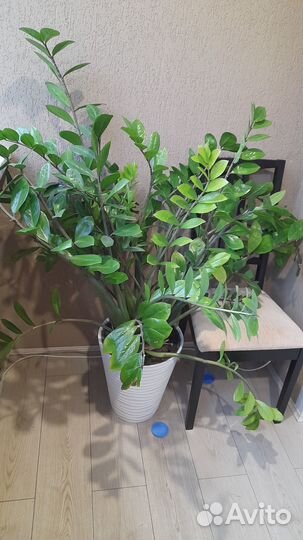 Продам замиокулькас