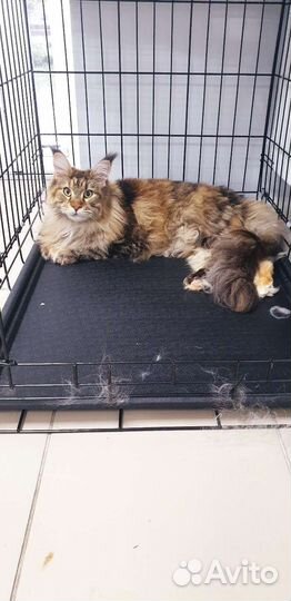 Стрижка собак и кошек. Уход за животными