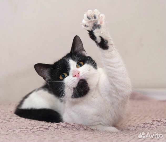 Кошка в добрые руки