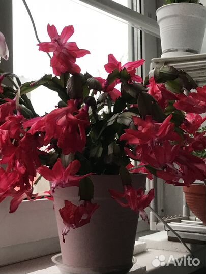 Декабрист (кактус шлюмбергера)