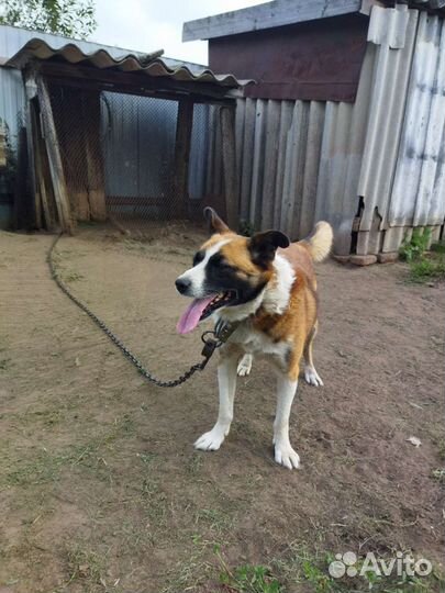 Домашние животные собаки бесплатно