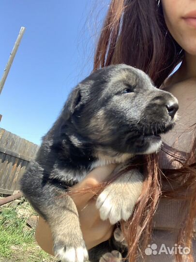 Щенки в хорошие руки